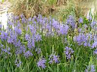 Camassia leichtlinii Caerulea (fam. Hyacinthacees) (1) (Photo F. Mrugala)